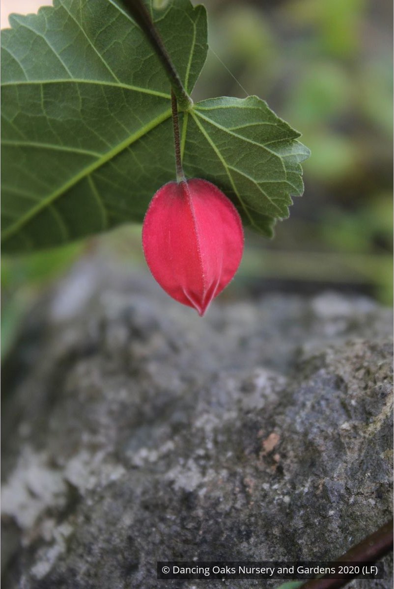 Shrubs ~ Abutilon megapotamicum, Trailing abutilon ~ Dancing Oaks Nursery and Gardens ~ Retail Nursery ~ Mail Order Nursery