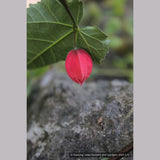 Shrubs ~ Abutilon megapotamicum, Trailing abutilon ~ Dancing Oaks Nursery and Gardens ~ Retail Nursery ~ Mail Order Nursery