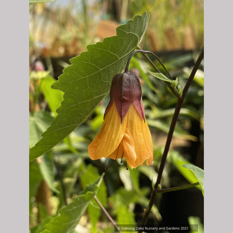 Abutilon 'Tangerine Scream', Flowering Maple