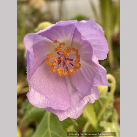 Shrubs ~ Abutilon vitifolium seedling, Flowering Maple ~ Dancing Oaks Nursery and Gardens ~ Retail Nursery ~ Mail Order Nursery