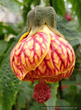 Abutilon 'Tiger Eye', Flowering Maple