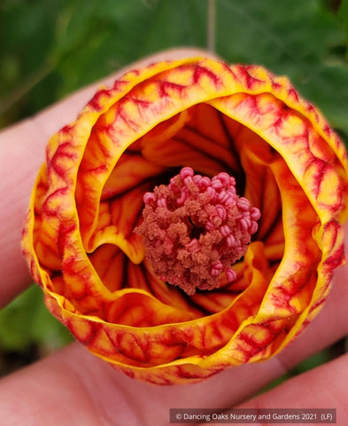 Abutilon 'Tiger Eye', Flowering Maple