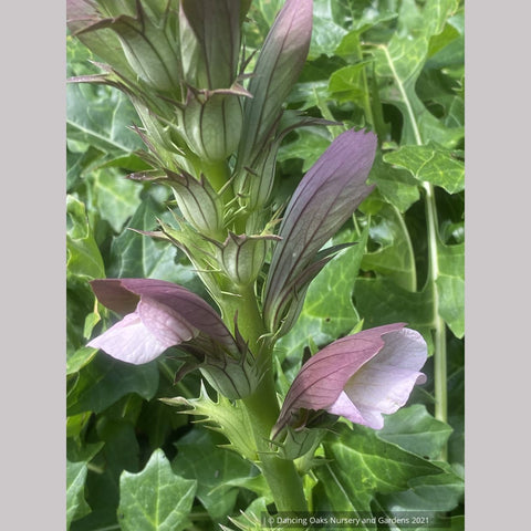 Acanthus hungaricus 'White Lips', Bear's Breeches