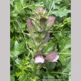 Acanthus hungaricus 'White Lips', Bear's Breeches