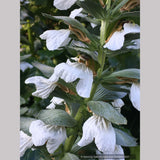 Acanthus hybrid 'Rue Ledan', White Bear's Breeches