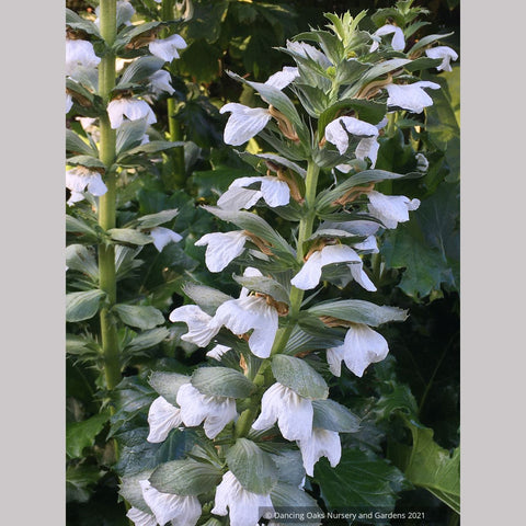 Acanthus hybrid 'Rue Ledan', White Bear's Breeches