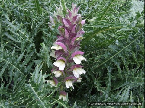 Perennials ~ Acanthus syriacus, Syrian Acanthus ~ Dancing Oaks Nursery and Gardens ~ Retail Nursery ~ Mail Order Nursery