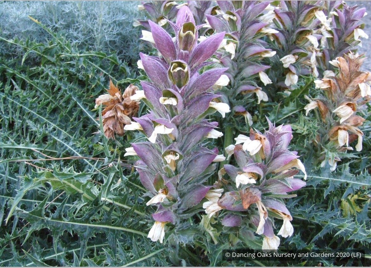 Perennials ~ Acanthus syriacus, Syrian Acanthus ~ Dancing Oaks Nursery and Gardens ~ Retail Nursery ~ Mail Order Nursery