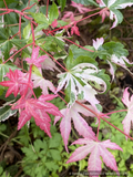 Acer palmatum 'Kotobuki', Japanese Maple