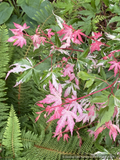 Acer palmatum 'Kotobuki', Japanese Maple
