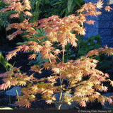 Trees ~ Acer shirasawanum 'Autumn Moon', Autumn Moon Full Moon Maple ~ Dancing Oaks Nursery and Gardens ~ Retail Nursery ~ Mail Order Nursery