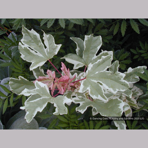 Trees ~ Acer campestre 'Carnival', Variegated Hedge Maple ~ Dancing Oaks Nursery and Gardens ~ Retail Nursery ~ Mail Order Nursery