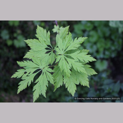 Trees ~ Acer circinatum 'Monroe', Cutleaf Vine Maple ~ Dancing Oaks Nursery and Gardens ~ Retail Nursery ~ Mail Order Nursery