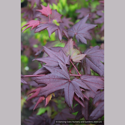 Trees ~ Acer circinatum 'Burgundy Jewel', Burgundy Jewel Vine Maple ~ Dancing Oaks Nursery and Gardens ~ Retail Nursery ~ Mail Order Nursery