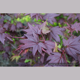 Trees ~ Acer circinatum 'Burgundy Jewel', Burgundy Jewel Vine Maple ~ Dancing Oaks Nursery and Gardens ~ Retail Nursery ~ Mail Order Nursery