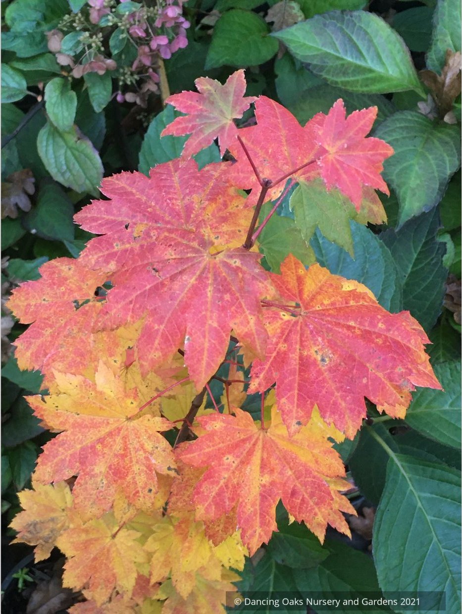 Acer circinatum, West Coast Native Vine Maple