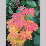 Acer circinatum, West Coast Native Vine Maple