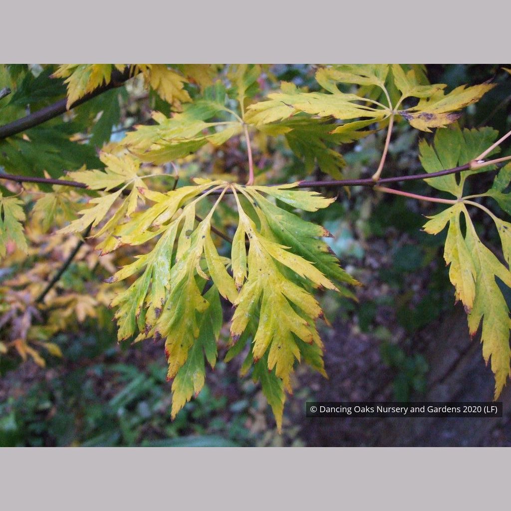 小物 Maple Acer circinatum 'Monroe', Cutleaf Vine Maple – Dancing Oaks