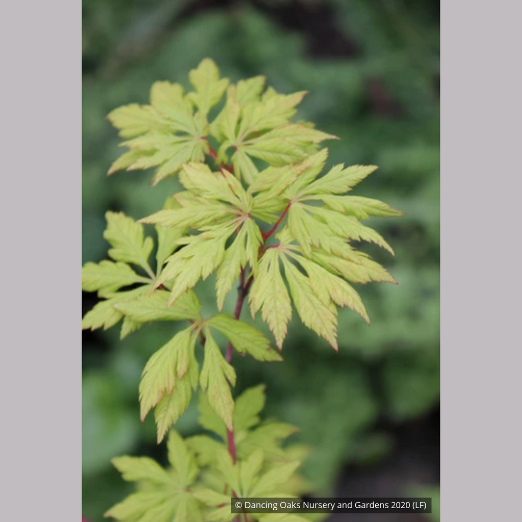 Acer circinatum 'Monroe', Cutleaf Vine Maple – Dancing Oaks