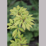 Trees ~ Acer circinatum 'Monroe', Cutleaf Vine Maple ~ Dancing Oaks Nursery and Gardens ~ Retail Nursery ~ Mail Order Nursery