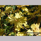 Trees ~ Acer circinatum 'Pacific Fire', Red Twig Vine Maple ~ Dancing Oaks Nursery and Gardens ~ Retail Nursery ~ Mail Order Nursery