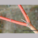 Trees ~ Acer circinatum 'Pacific Fire', Red Twig Vine Maple ~ Dancing Oaks Nursery and Gardens ~ Retail Nursery ~ Mail Order Nursery