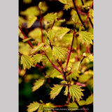 Trees ~ Acer circinatum 'Sunny Sister', Dwarf Vine Maple ~ Dancing Oaks Nursery and Gardens ~ Retail Nursery ~ Mail Order Nursery