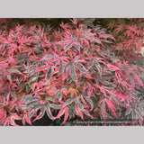 Trees ~ Acer palmatum 'Geisha Gone Wild', Japanese Maple ~ Dancing Oaks Nursery and Gardens ~ Retail Nursery ~ Mail Order Nursery