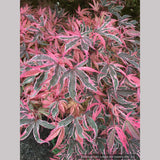Trees ~ Acer palmatum 'Geisha Gone Wild', Japanese Maple ~ Dancing Oaks Nursery and Gardens ~ Retail Nursery ~ Mail Order Nursery