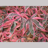 Trees ~ Acer palmatum 'Geisha Gone Wild', Japanese Maple ~ Dancing Oaks Nursery and Gardens ~ Retail Nursery ~ Mail Order Nursery