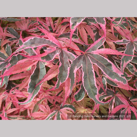 Trees ~ Acer palmatum 'Geisha Gone Wild', Japanese Maple ~ Dancing Oaks Nursery and Gardens ~ Retail Nursery ~ Mail Order Nursery