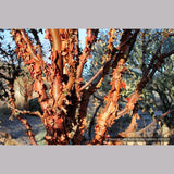 Trees ~ Acer griseum, Paperbark Maple ~ Dancing Oaks Nursery and Gardens ~ Retail Nursery ~ Mail Order Nursery