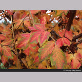 Trees ~ Acer griseum, Paperbark Maple ~ Dancing Oaks Nursery and Gardens ~ Retail Nursery ~ Mail Order Nursery
