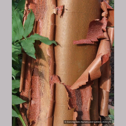 Trees ~ Acer griseum, Paperbark Maple ~ Dancing Oaks Nursery and Gardens ~ Retail Nursery ~ Mail Order Nursery