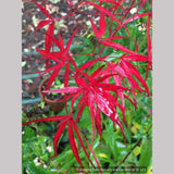 Trees ~ Acer palmatum 'Hubb's Red Willow', Hubbs Red Willow Japanese Maple ~ Dancing Oaks Nursery and Gardens ~ Retail Nursery ~ Mail Order Nursery