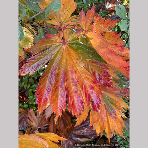 Trees ~ Japanese Maples~Acer japonicum 'Meigetsu' ~ Dancing Oaks Nursery and Gardens ~ Retail Nursery ~ Mail Order Nursery
