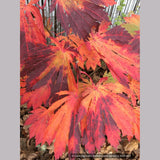 Trees ~ Acer japonicum 'Yama Kagi', Japanese Maple ~ Dancing Oaks Nursery and Gardens ~ Retail Nursery ~ Mail Order Nursery