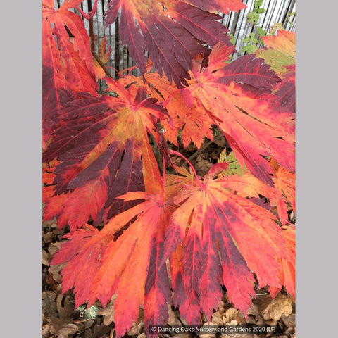 Trees ~ Acer japonicum 'Yama Kagi', Japanese Maple ~ Dancing Oaks Nursery and Gardens ~ Retail Nursery ~ Mail Order Nursery