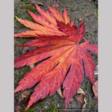 Trees ~ Japanese Maples~Acer japonicum 'Meigetsu' ~ Dancing Oaks Nursery and Gardens ~ Retail Nursery ~ Mail Order Nursery