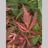 Trees ~ Acer palmatum 'Lileeanne’s Jewel', Dwarf Japanese Maple ~ Dancing Oaks Nursery and Gardens ~ Retail Nursery ~ Mail Order Nursery