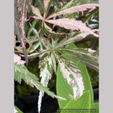 Trees ~ Acer palmatum 'Lileeanne’s Jewel', Dwarf Japanese Maple ~ Dancing Oaks Nursery and Gardens ~ Retail Nursery ~ Mail Order Nursery