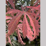 Trees ~ Acer palmatum 'Lileeanne’s Jewel', Dwarf Japanese Maple ~ Dancing Oaks Nursery and Gardens ~ Retail Nursery ~ Mail Order Nursery