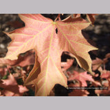 Trees ~ Acer macrophyllum 'Mocha Rose', Mocha Rose Bigleaf Maple ~ Dancing Oaks Nursery and Gardens ~ Retail Nursery ~ Mail Order Nursery