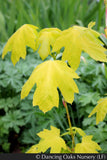 Trees ~ Acer macrophyllum 'Elynor's Heart of Gold', Golden Big-Leaf Maple ~ Dancing Oaks Nursery and Gardens ~ Retail Nursery ~ Mail Order Nursery