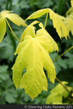 Trees ~ Acer macrophyllum 'Elynor's Heart of Gold', Golden Big-Leaf Maple ~ Dancing Oaks Nursery and Gardens ~ Retail Nursery ~ Mail Order Nursery