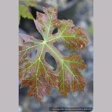 Trees ~ Acer macrophyllum 'Kimballiae', Cutleaf Bigleaf Maple ~ Dancing Oaks Nursery and Gardens ~ Retail Nursery ~ Mail Order Nursery