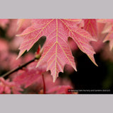 Trees ~ Acer macrophyllum 'Mocha Rose', Mocha Rose Bigleaf Maple ~ Dancing Oaks Nursery and Gardens ~ Retail Nursery ~ Mail Order Nursery