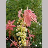 Trees ~ Acer macrophyllum 'Mocha Rose', Mocha Rose Bigleaf Maple ~ Dancing Oaks Nursery and Gardens ~ Retail Nursery ~ Mail Order Nursery