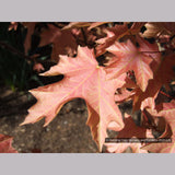 Trees ~ Acer macrophyllum 'Mocha Rose', Mocha Rose Bigleaf Maple ~ Dancing Oaks Nursery and Gardens ~ Retail Nursery ~ Mail Order Nursery