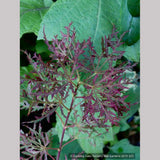 Trees ~ Acer palmatum 'Orangeola', Laceleaf Japanese Maple ~ Dancing Oaks Nursery and Gardens ~ Retail Nursery ~ Mail Order Nursery
